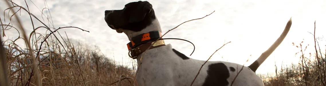 Dog Training Collar